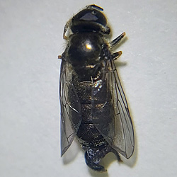 Pipizella divicoi